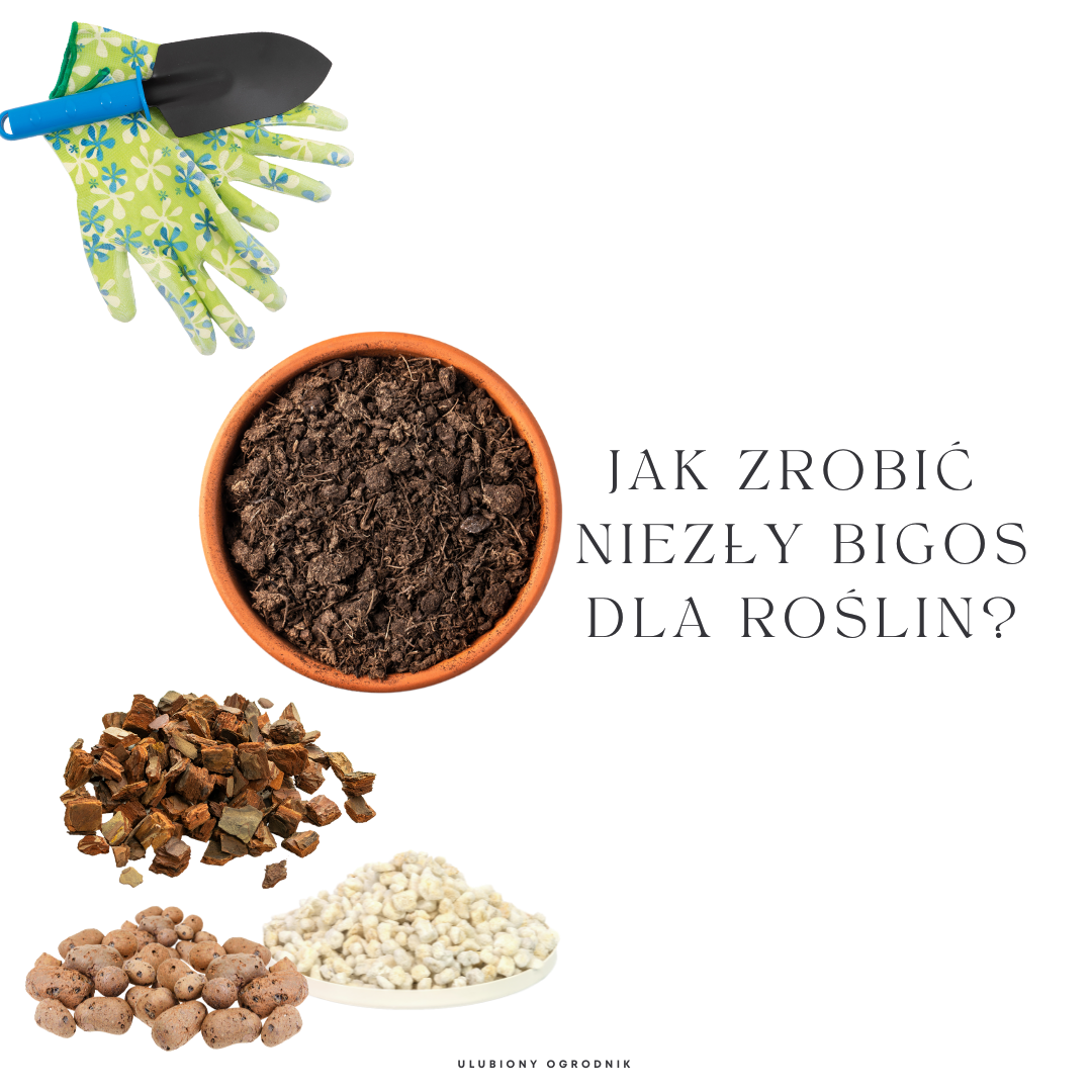 Read more about the article Jak zrobić bigos do roślin