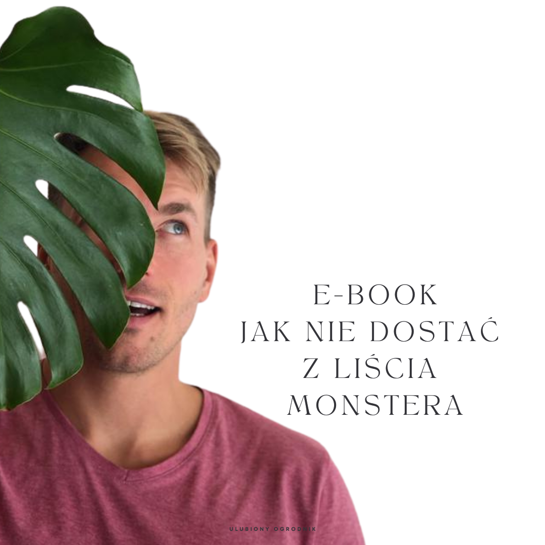 E-book “Jak nie dostać z liścia” – MONSTERA