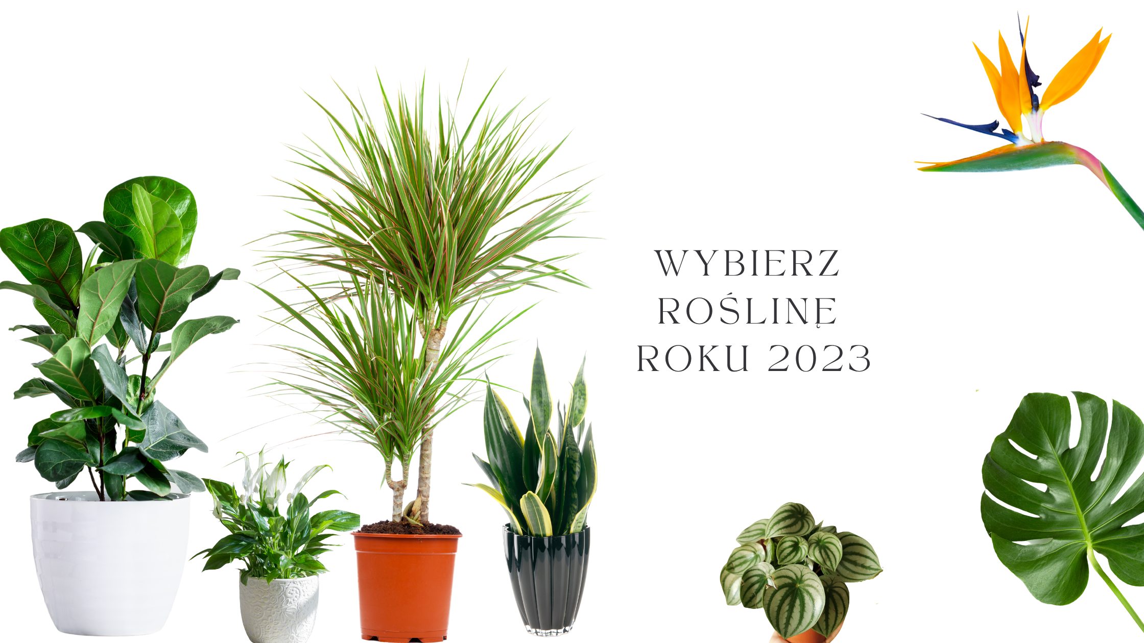 Read more about the article Roślina roku 2023