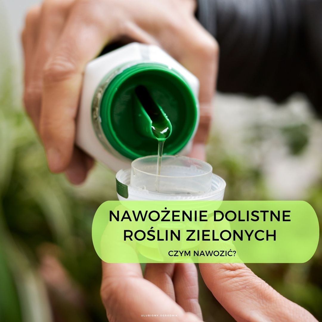 Nawożenie Dolistne Roślin Zielonych Czym Nawozić 9831