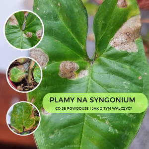 Plamy na liściach syngonium – co je powoduje i jak z tym walczyć?